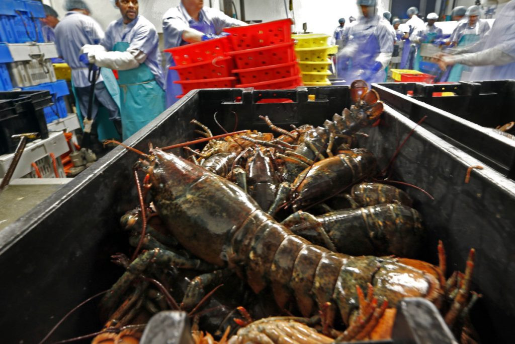 Vào năm 2018, Bộ Tài nguyên Hàng hải Maine thông báo giá trị đánh bắt tôm hùm đạt hơn 484,5 triệu USD và tổng giá trị cho tất cả hải sản Maine là hơn 637,1 triệu USD.