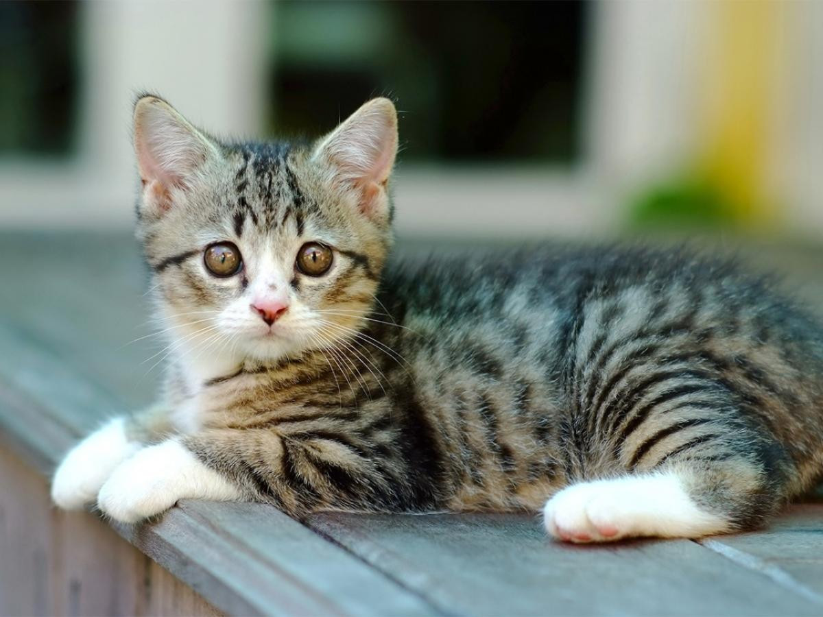 Để tăng may mắn, tài lộc, người tuổi Mão có thể sử dụng các màu sắc hợp phong thủy gồm: đỏ, cam, hồng và màu xanh lá.