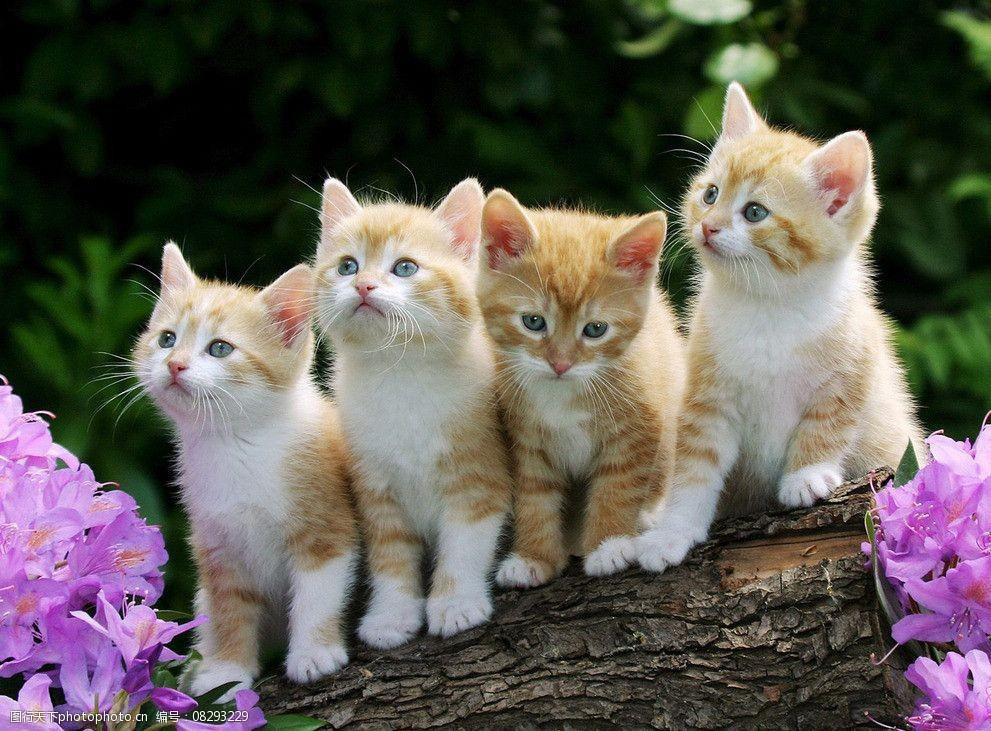 Những tháng âm lịch mang đến may mắn, tài lộc cho người tuổi Mão là: 1, 4, 8 và 11. Thông tin trong bài mang tính tham khảo.