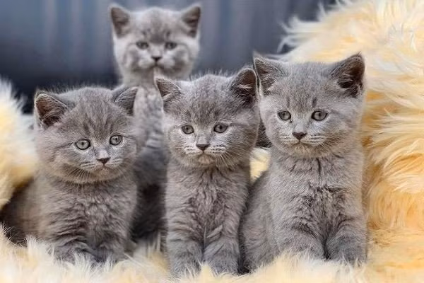 Theo các chuyên gia phong thủy, người tuổi Mão "tâm đầu ý hợp" nhất là khi kết hợp với 3 con giáp: tuổi Tuất, tuổi Hợi và tuổi Mùi. Nếu làm việc hoặc kết hôn với một trong 3 con giáp trên thì sự nghiệp, tiền tài của người cầm tinh con mèo sẽ vô cùng may mắn, "phất như diều gặp gió".