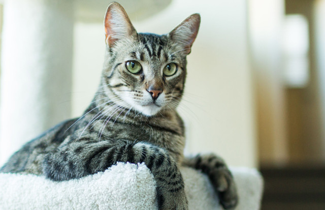 Tuổi Mão khá thận trọng trước mỗi một việc đại sự. Khi quyết định hành động hoặc dấn thân vào tình huống mới, con giáp này sẽ cân nhắc đầy đủ các phương án rồi mới chọn ra điều tốt nhất cho bản thân.