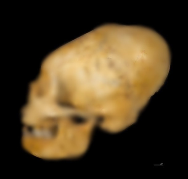 Sở sĩ các chuyên gia đưa ra nhận định này là vì hình dáng xương chậu cho thấy khi còn sống ông là một kỵ sĩ lão làng, có nhiều kinh nghiệm chiến đấu.