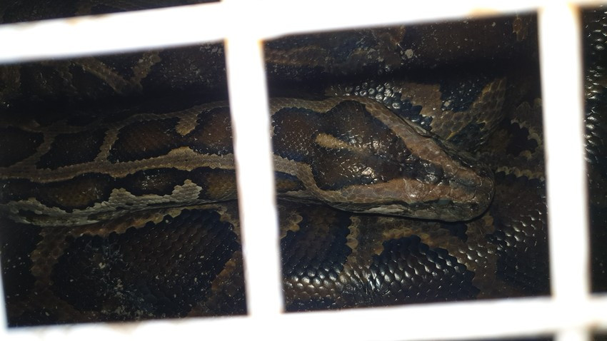 Con trăn sẽ được đưa về Trạm cứu hộ động vật hoang dã Củ Chi chăm sóc trước khi thả về tự nhiên.