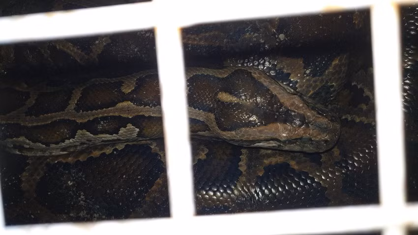 Con trăn sẽ được đưa về Trạm cứu hộ động vật hoang dã Củ Chi chăm sóc trước khi thả về tự nhiên.