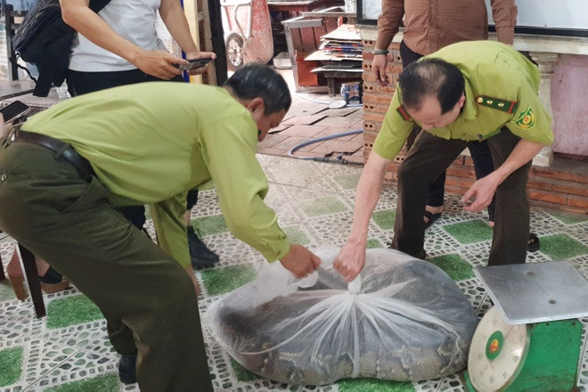 Vào ngày 27/12, Chi cục Kiểm lâm TP.HCM cho biết đơn vị đã tiếp nhận một con trăn nặng 53 kg, dài hơn 5m từ ông Nguyễn Thu Trần (44 tuổi, ngụ phường Tân Quy, quận 7) giao nộp.