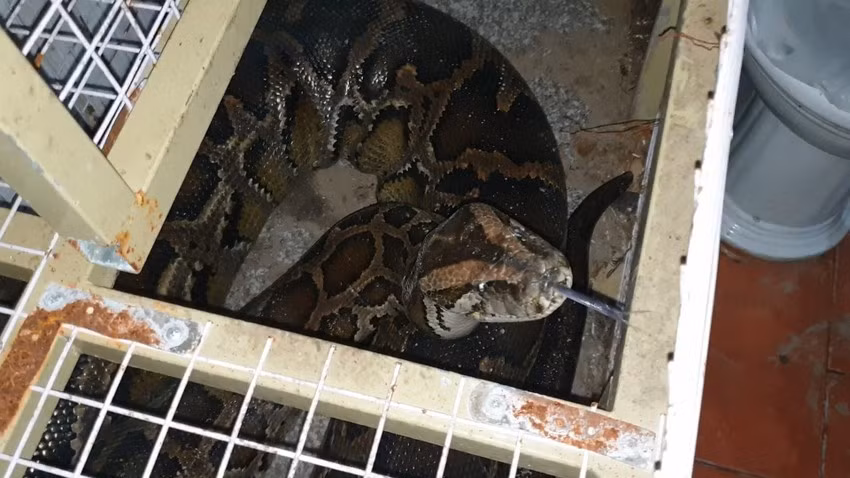 “Tôi bàn giao lực lượng chức năng với mong muốn con trăn được chăm sóc, trở về sống ở môi trường tự nhiên”, ông Trần chia sẻ khi quyết định bàn giao con trăn nặng 53 kg.