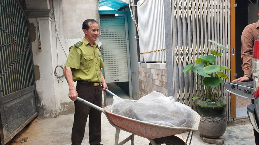 Theo một cán bộ kiểm lâm, cá thể trăn cái mà ông Trần giao nộp là loài trăn đất quý hiếm. Loài trăn này có tên khoa học Python bivittatus.