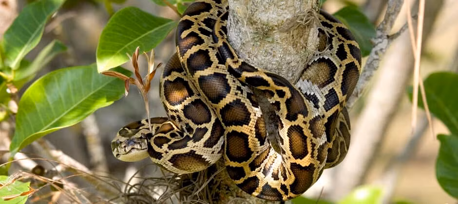 Khi trưởng thành, trăn đất có chiều dài trung bình từ 4 - 6m và nặng hơn 100 kg. Một số cá thể có thể đạt chiều dài cơ thể lên đến 8m.