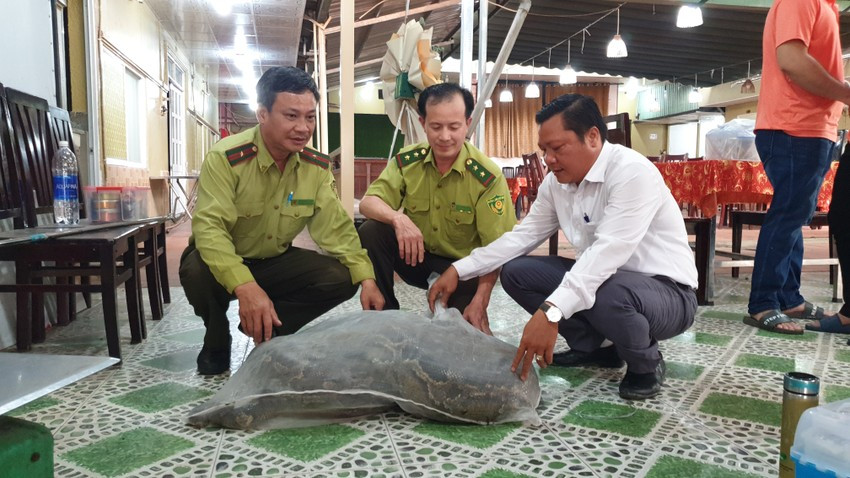 Trăn đất được xếp vào nhóm IIB (động vật rừng nguy cấp, quý hiếm) và nằm trong Sách đỏ động vật Việt Nam.