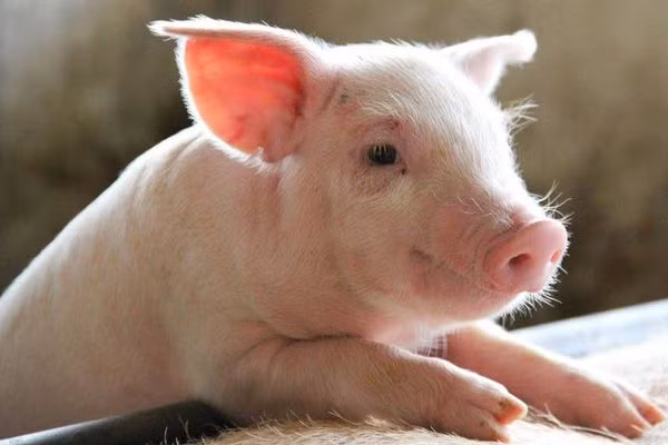 Kỹ thuật này được gọi là OrganEx - có thể được sử dụng để "cứu các cơ quan nội tạng". OrganEx cũng có thể tạo ra các hình thức phẫu thuật mới hoặc dùng để hồi sức cho con người trong tương lai.