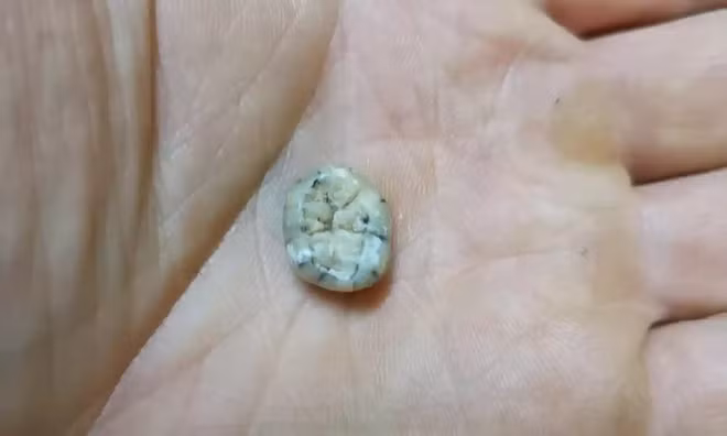 3. Chiếc răng ít nhất 130.000 năm tuổi chứa manh mối mới về loài người. Theo nghiên cứu của các chuyên gia, chiếc răng trên thuộc về một đứa trẻ, có thể là nữ, qua đời kho khoảng 3,5 - 8,5 tuổi, được tìm thấy trong hang Cobra (hay Tam Ngũ Hào 2) của Lào. Việc phân tích hình dạng của chiếc răng cho thấy nói có thể thuộc về người Denisovan sống cách đây từ 164.000 - 131.000 năm.