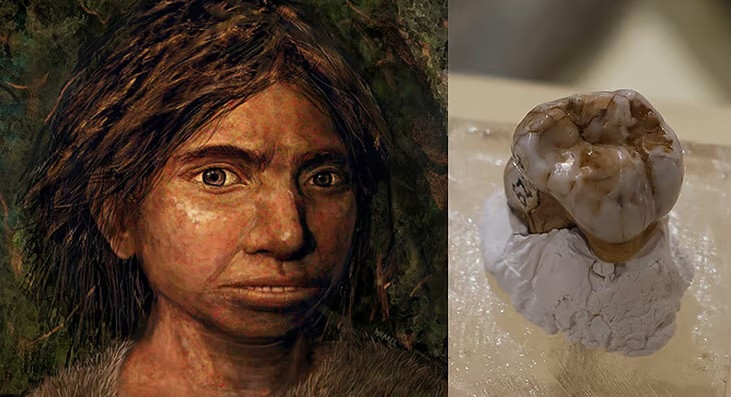 Thông qua các phương pháp khác nhau bao gồm phân tích protein và tái tạo tia X 3D, nhóm nghiên cứu phát hiện người Denisovan - một nhánh của loài người đã tuyệt chủng - từng sống ở vùng nhiệt đới của Đông Nam Á. Điều này cho thấy người Denisovan xuất hiện ở nhiều khu vực tại châu Á và thích nghi với nhiều loại môi trường, từ khí hậu lạnh đến khí hậu nhiệt đới.