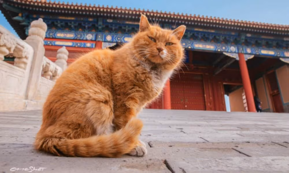 Theo các ghi chép lịch sử, Minh Thái Tổ Chu Nguyên Chương đã nuôi một số con mèo trong Tử Cấm Thành. Từ đó về sau, số lượng "Ngự miêu" trong cung ngày càng nhiều hơn. Thậm chí, một số con mèo trở thành thú cưng của nhà vua, các phi tần.