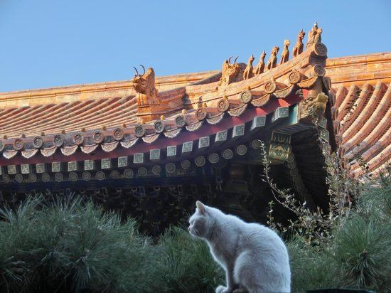 Những "Ngự miêu" sống trong Tử Cấm Thành đều được đặt tên. Trong số này, một số con có tên gọi khá độc đáo như Ngao Bái - một mãnh tướng người Mãn Châu nổi tiếng dưới thời hoàng đế Khang Hy.