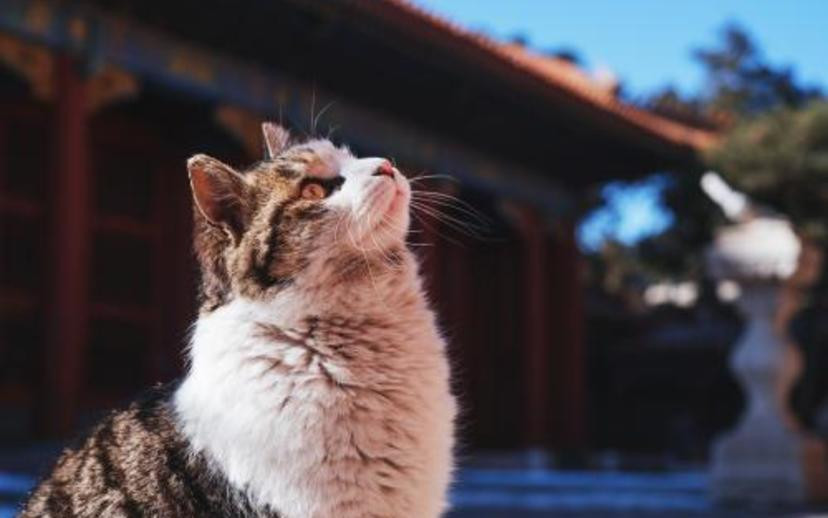 Các nhân viên làm việc tại Tử Cấm Thành sẽ chuẩn bị đồ ăn, nước uống cho các con mèo Hoàng gia. Theo đó, họ có thể chụp được một số bức ảnh khi chúng đang ăn, ngủ, hoặc di chuyển ở những nơi vắng vẻ.