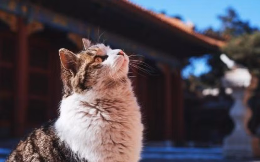 Các nhân viên làm việc tại Tử Cấm Thành sẽ chuẩn bị đồ ăn, nước uống cho các con mèo Hoàng gia. Theo đó, họ có thể chụp được một số bức ảnh khi chúng đang ăn, ngủ, hoặc di chuyển ở những nơi vắng vẻ.