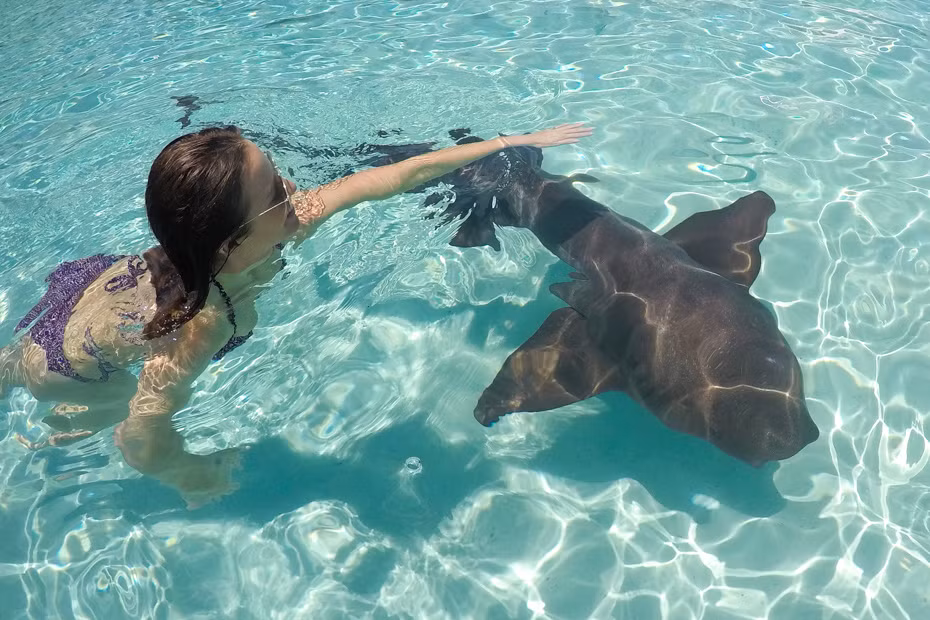 Kristian Parton, tác giả chính của nghiên cứu cho hay: “Những hành vi kiếm ăn này cho thấy cá mập miệng bản lề đã thích nghi để có thể săn mồi ở nhiều môi trường sống khác nhau".