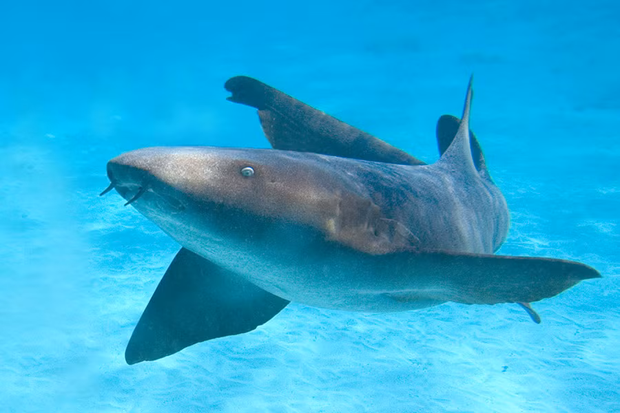 Các chuyên gia giải thích trong khi vây ngực là bộ phận ít chuyển động của hầu hết các loài cá mập thì loài cá mập miệng bản lề lại có thể “đi bộ" trên mặt đất nhờ vào sử dụng hai vây đó.