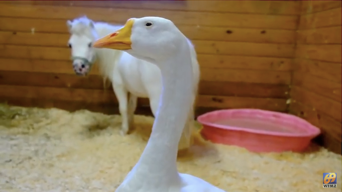 La ky ngua lun va ngong trang 