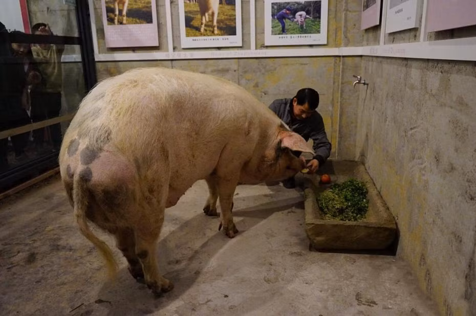 Heo Kien Cuong co nha moi, duoc ham mo cuong nhiet