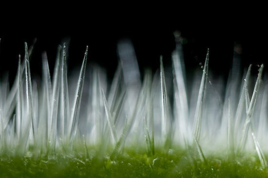 La lung loai cay khien nan nhan nhu bi tat axit va dien giat-Hinh-3