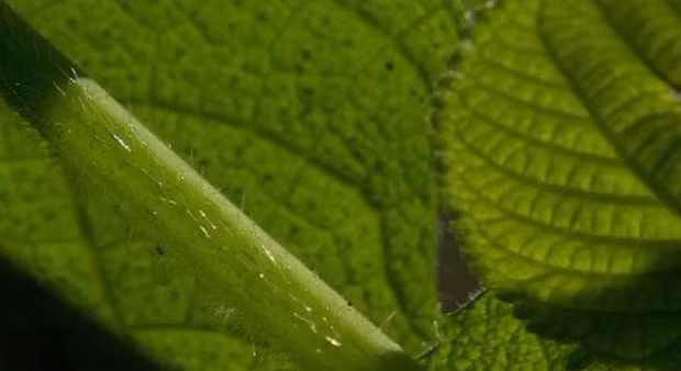 La lung loai cay khien nan nhan nhu bi tat axit va dien giat-Hinh-5