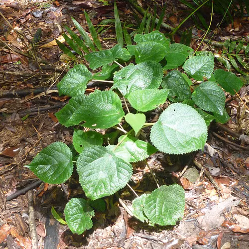 La lung loai cay khien nan nhan nhu bi tat axit va dien giat-Hinh-2