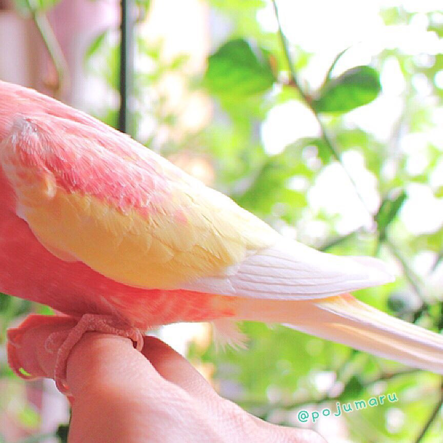 Toàn bộ cơ thể của nó có một màu hồng mơ màng, kết hợp với màu vàng ngỗng thanh lịch, nhã nhặn.