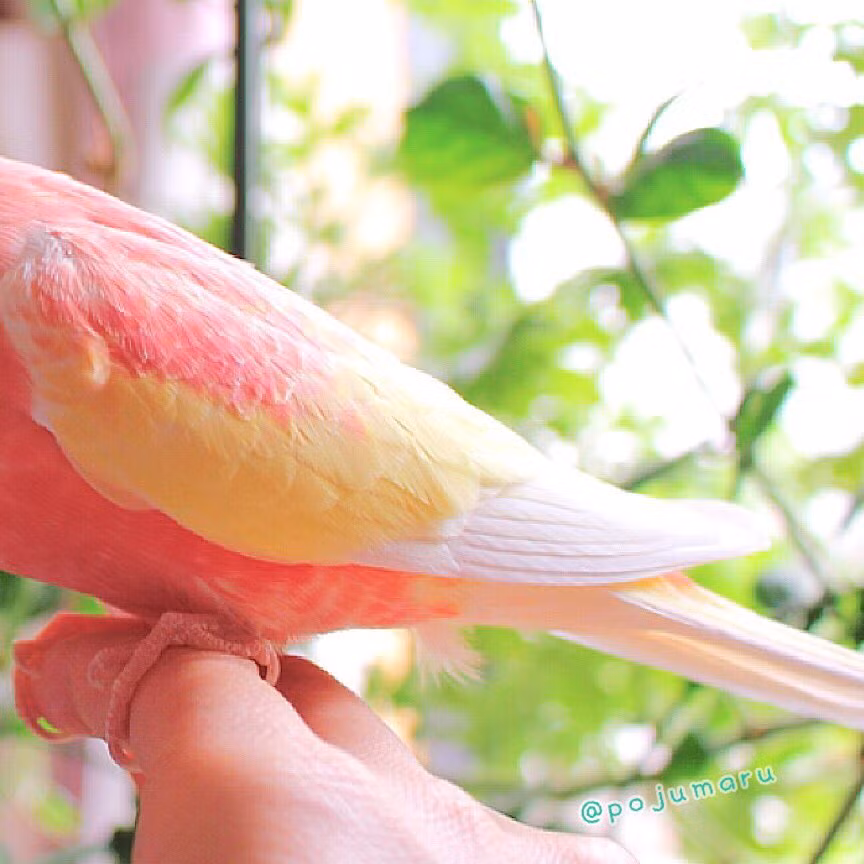 Toàn bộ cơ thể của nó có một màu hồng mơ màng, kết hợp với màu vàng ngỗng thanh lịch, nhã nhặn.