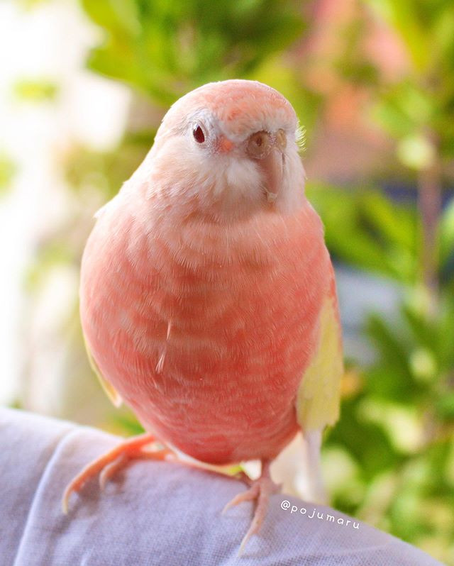 Theo tìm hiểu, con vẹt nhỏ này có tên là Padoma, 2,5 tuổi, thuộc giống vẹt Neopsephotus bourkii, rất dễ thương, đầy nữ tính.