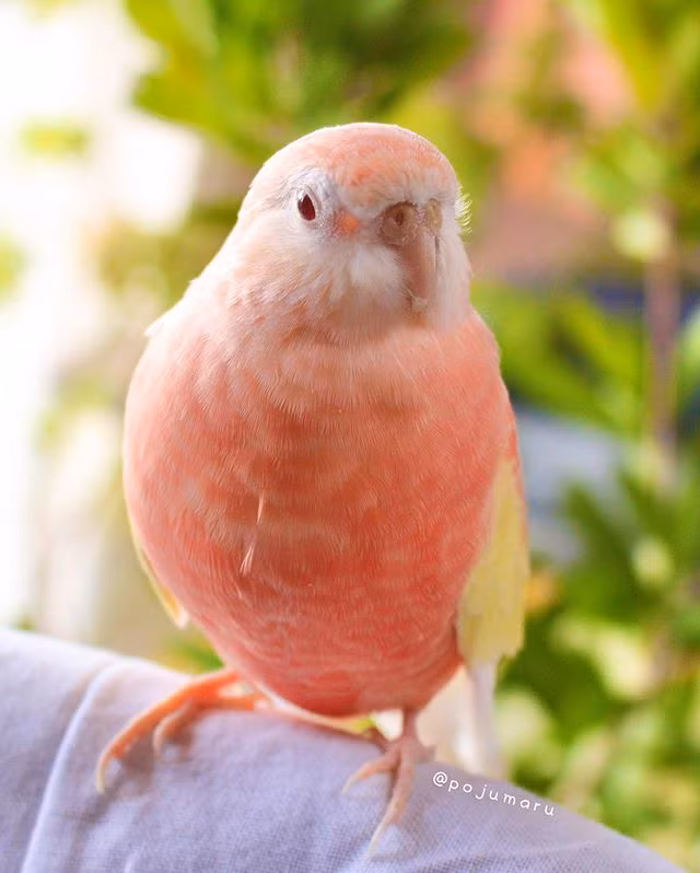 Theo tìm hiểu, con vẹt nhỏ này có tên là Padoma, 2,5 tuổi, thuộc giống vẹt Neopsephotus bourkii, rất dễ thương, đầy nữ tính.