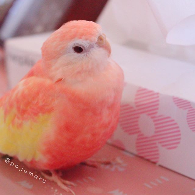 Theo chủ nhân của Padoma, con vẹt cưng rất thân thiện và cuốn chủ. Giọng hót của Padoma cũng rất dễ nghe, khiến chủ nhân cảm thấy vô cùng may mắn khi có duyên nuôi nấng.