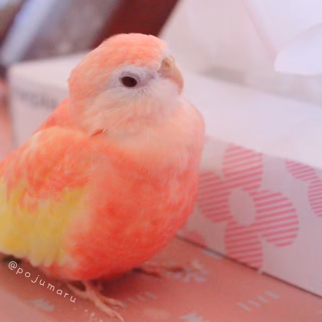 Theo chủ nhân của Padoma, con vẹt cưng rất thân thiện và cuốn chủ. Giọng hót của Padoma cũng rất dễ nghe, khiến chủ nhân cảm thấy vô cùng may mắn khi có duyên nuôi nấng.