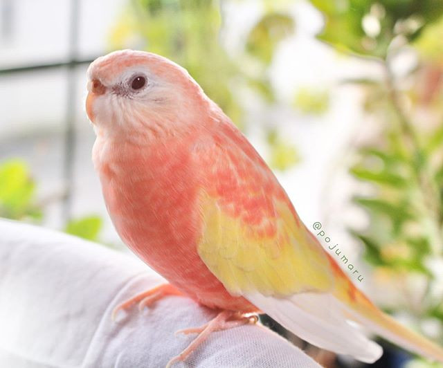 Khuôn mặt của Padoma có màu trắng, sau đó chuyển dần sang màu hồng đào, đuôi và cánh điểm thêm màu vàng ngỗng thanh lịch.