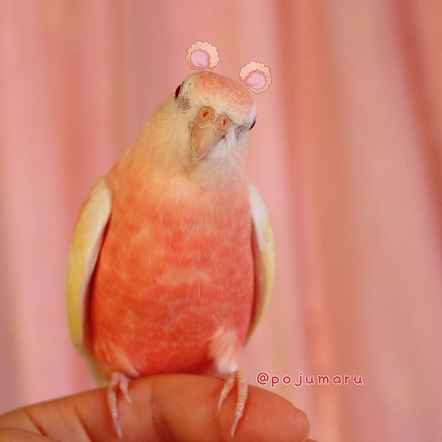 Mới đây, một con vẹt sữa dâu đã trở nên nổi tiếng nhờ nhan sắc ngọt ngào cực kỳ cuốn hút của mình.