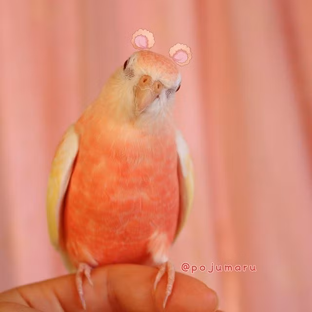 Mới đây, một con vẹt sữa dâu đã trở nên nổi tiếng nhờ nhan sắc ngọt ngào cực kỳ cuốn hút của mình.