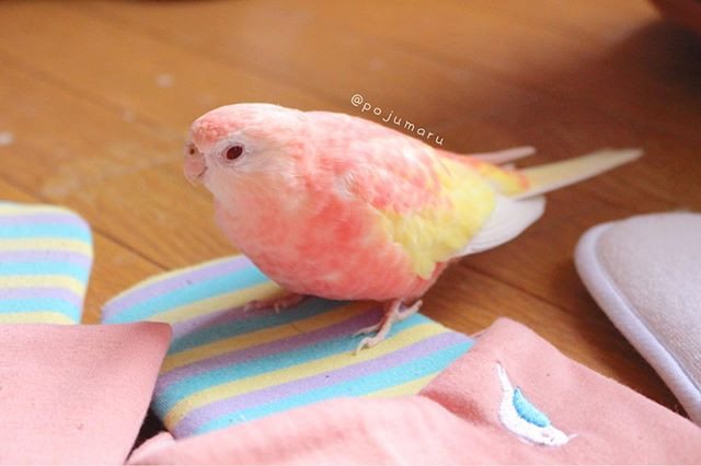 Cộng thêm đôi màu có màu đỏ như ruby, Padoma có thể hớp hồn mọi người ngay từ cái nhìn đầu tiên.