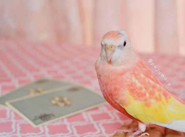 Một số người sau khi xem hình ảnh của vẹt Padoma cũng cho rằng, con vẹt này thực sự giống như một quả đào đang độ chín, vừa ngọt vừa hấp dẫn.