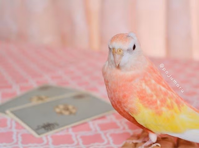 Một số người sau khi xem hình ảnh của vẹt Padoma cũng cho rằng, con vẹt này thực sự giống như một quả đào đang độ chín, vừa ngọt vừa hấp dẫn.