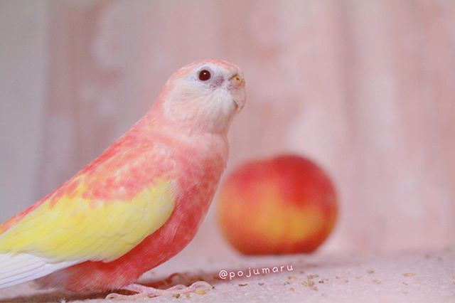 Nhiều người cho biết, nếu như thế giới có cuộc thi sắc đẹp dành cho loài vẹt, chắc chắn Padoma sẽ có mặt trong top 3.