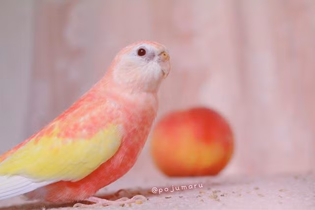 Nhiều người cho biết, nếu như thế giới có cuộc thi sắc đẹp dành cho loài vẹt, chắc chắn Padoma sẽ có mặt trong top 3.