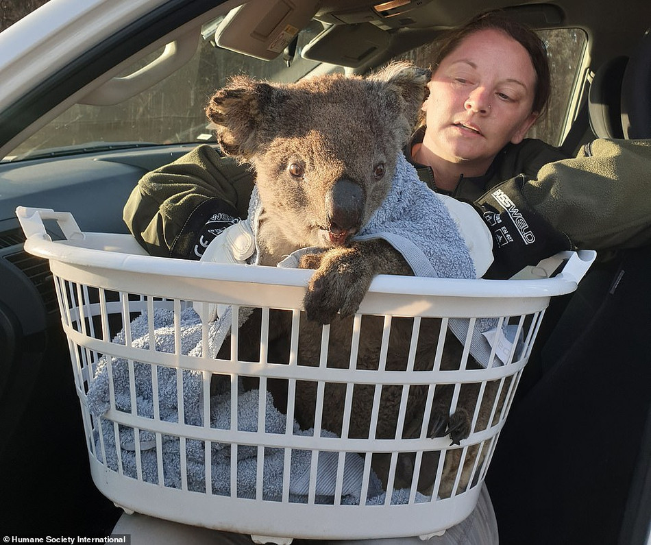 Những con vật còn sống được đưa đến các bệnh viện tạm thời trên khắp nước Úc và hàng ngàn kg cà rốt và khoai lang đã được đưa đến các vùng khác nhau của New South Wales để cung cấp cho động vật hoang dã sống sót sau vụ cháy.