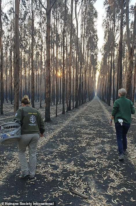 Lực lượng cứu hộ vẫn đang cố gắng tìm kiếm động vật cần giúp đỡ trong rừng. Trong vụ cháy kéo dài này, Thủ tướng Úc Scott Morrison đã nhiều lần bị chỉ trích vì đã mất quá nhiều thời gian, không làm đủ các biện pháp để đối phó với ngọn lửa, gây hậu quả vô cùng nghiêm trọng.