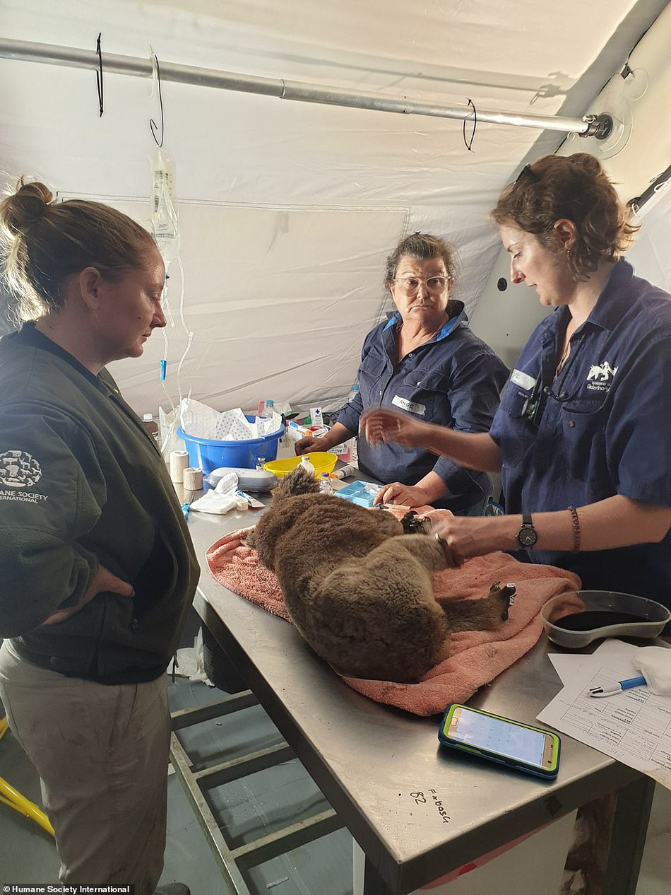 Một con gấu koala được điều trị khẩn cấp tại bệnh viện động vật tạm thời.