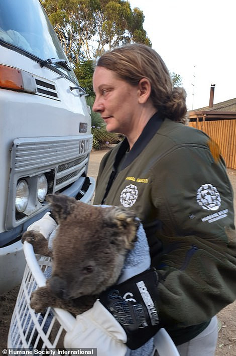 Được biết, tới hiện tại, tổ chức động vật hoang dã đã nhận được 50 triệu đô la tài trợ để giúp họ chăm sóc động vật bị thương trong vụ cháy.