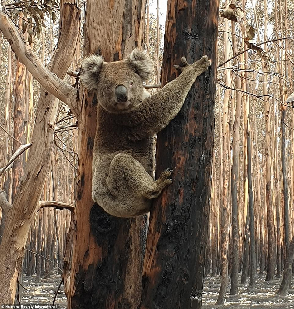 Gấu koala vẫn chưa hết bàng hoàng, sợ hãi sau vụ cháy. Gương mặt nó hiện rõ sự bối rối, bất lực.