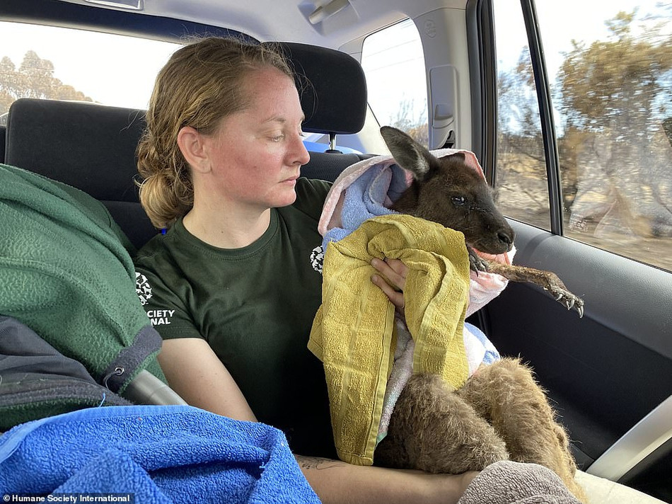 Hiệp hội Nhân đạo Quốc tế điều hành 600 trung tâm cứu thương ở Úc. Họ cho biết các trung tâm đều quá tải, rất nhiều động vật cần được cứu giúp/