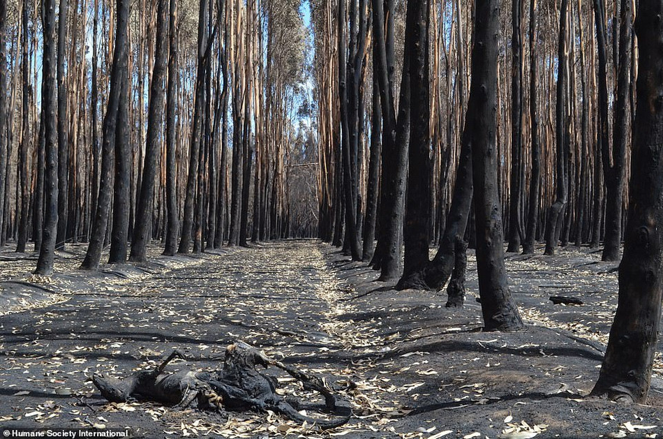Các nhân viên cứu hộ từ Hiệp hội Nhân đạo Quốc tế Úc nói rằng, những thi thể cháy xém ở khắp mọi nơi và bất cứ khi nào họ tìm thấy một con vật còn sống, họ "cảm thấy như một phép màu".