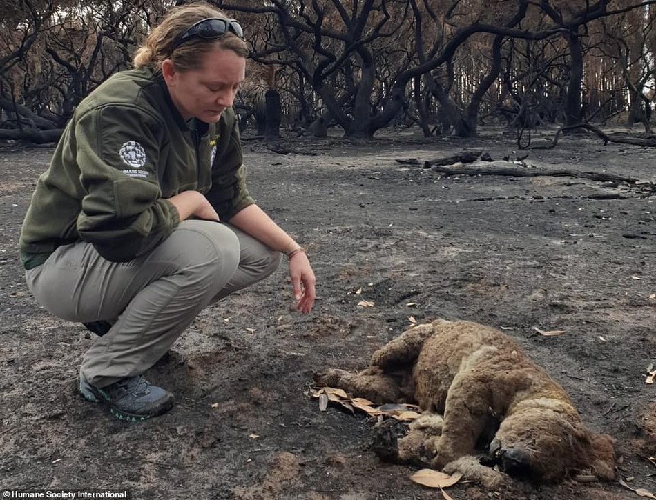 Các vụ cháy rừng vẫn hoành hành trên đảo Kangaroo và các xác chết động vật như thế này "ở mọi nơi bạn có thể nhìn thấy", theo các nhân viên cứu hộ của hiệp hội nhân đạo quốc tế.