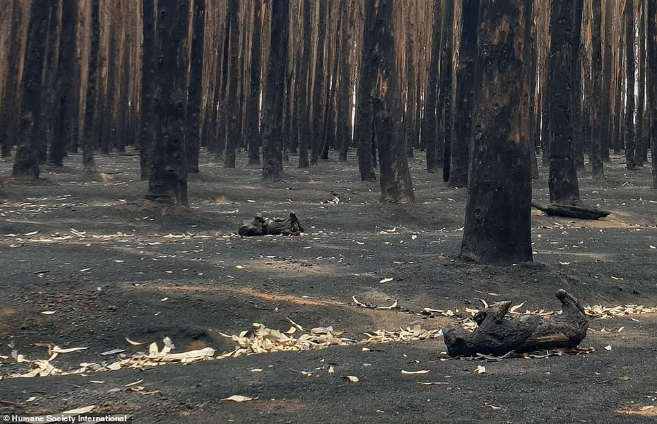 Trên đảo Kangaroo, xác động vật nằm rải rác trên nền đất rừng, trong khi đám cháy rừng ở Úc vẫn đang hoành hành. Xác hai con vật xấu số nằm cách nhau không xa, cháy đen đầy ám ảnh.